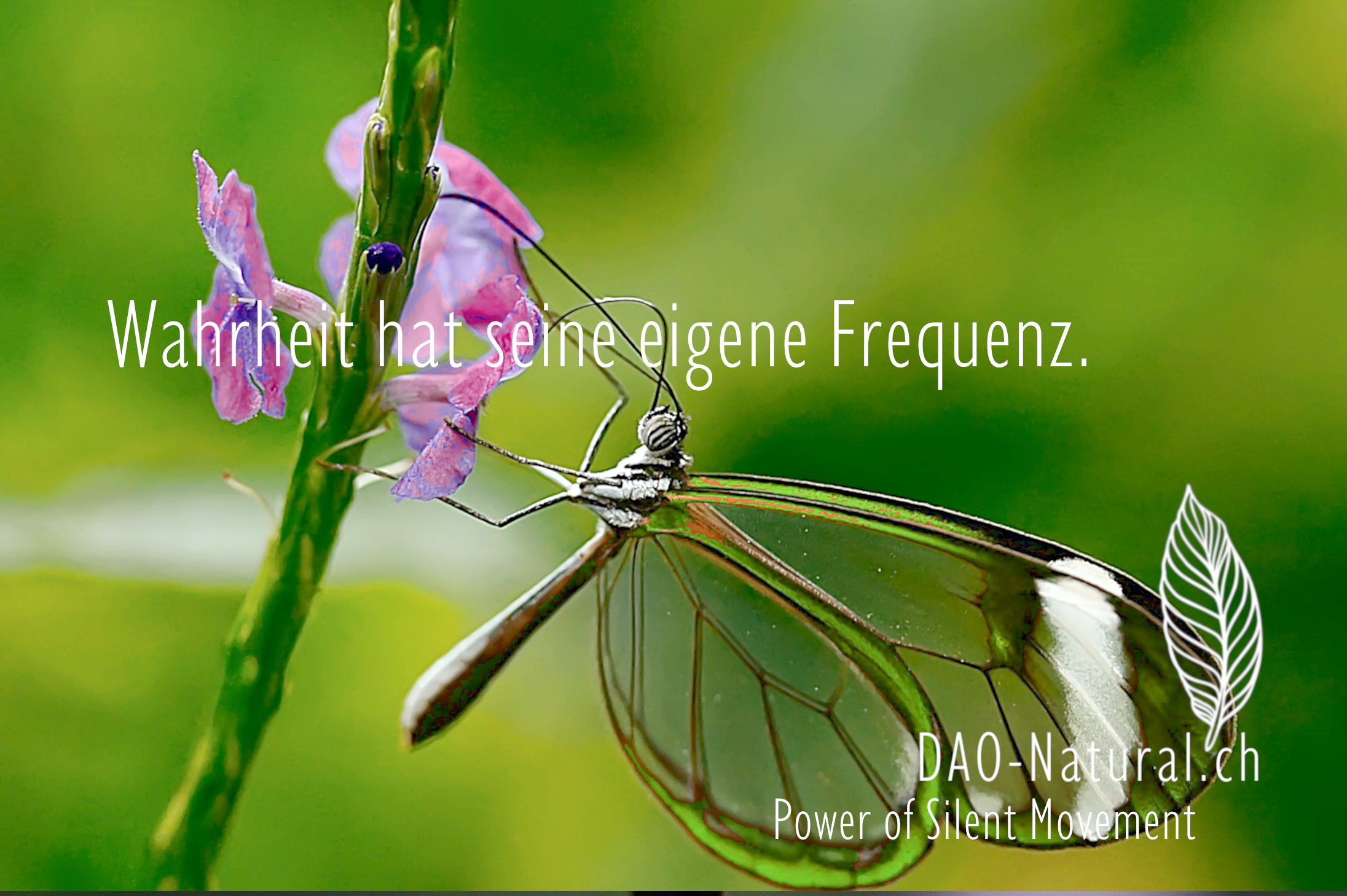 DAO-Natural Power of Silent Movement 2